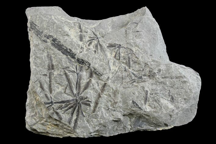 Pennsylvanian Fossil Horsetail (Annularia) Plate - Kentucky #154658